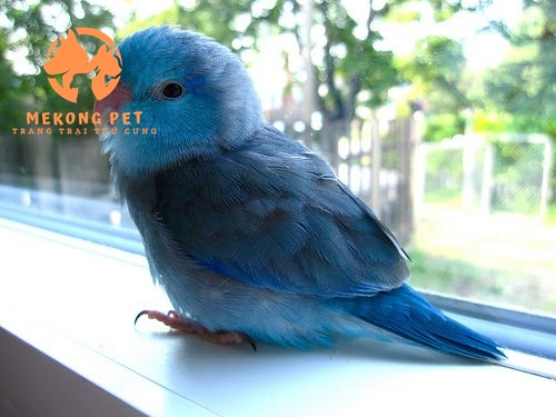 Khám Phá Thế Giới Mua Bán Vẹt Parrotlet Tại TP.HCM